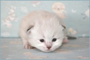 
Female Siberian Kitten from Deedlebug Siberians